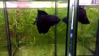 dark night giant hm rose tail female