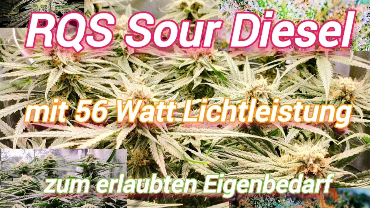 RQS Sour Diesel | Sanlight Stixx | Das Ergebnis