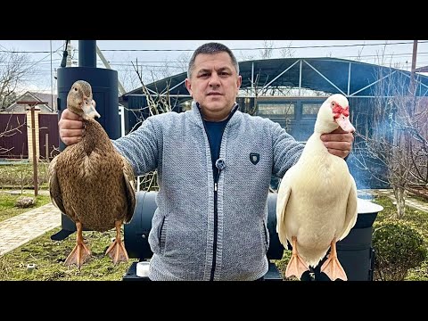 Утка жареная с картошкой - самый вкусный рецепт! Готовим вкусное блюдо: утка в казане