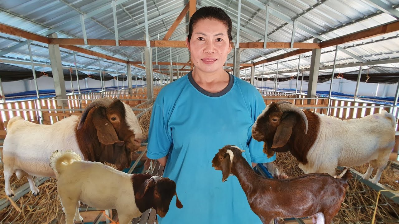 วิธีเลี้ยงแพะ  ฟาร์มแพะยุรดา ใหญ่ที่สุดในจังหวัดนครพนม