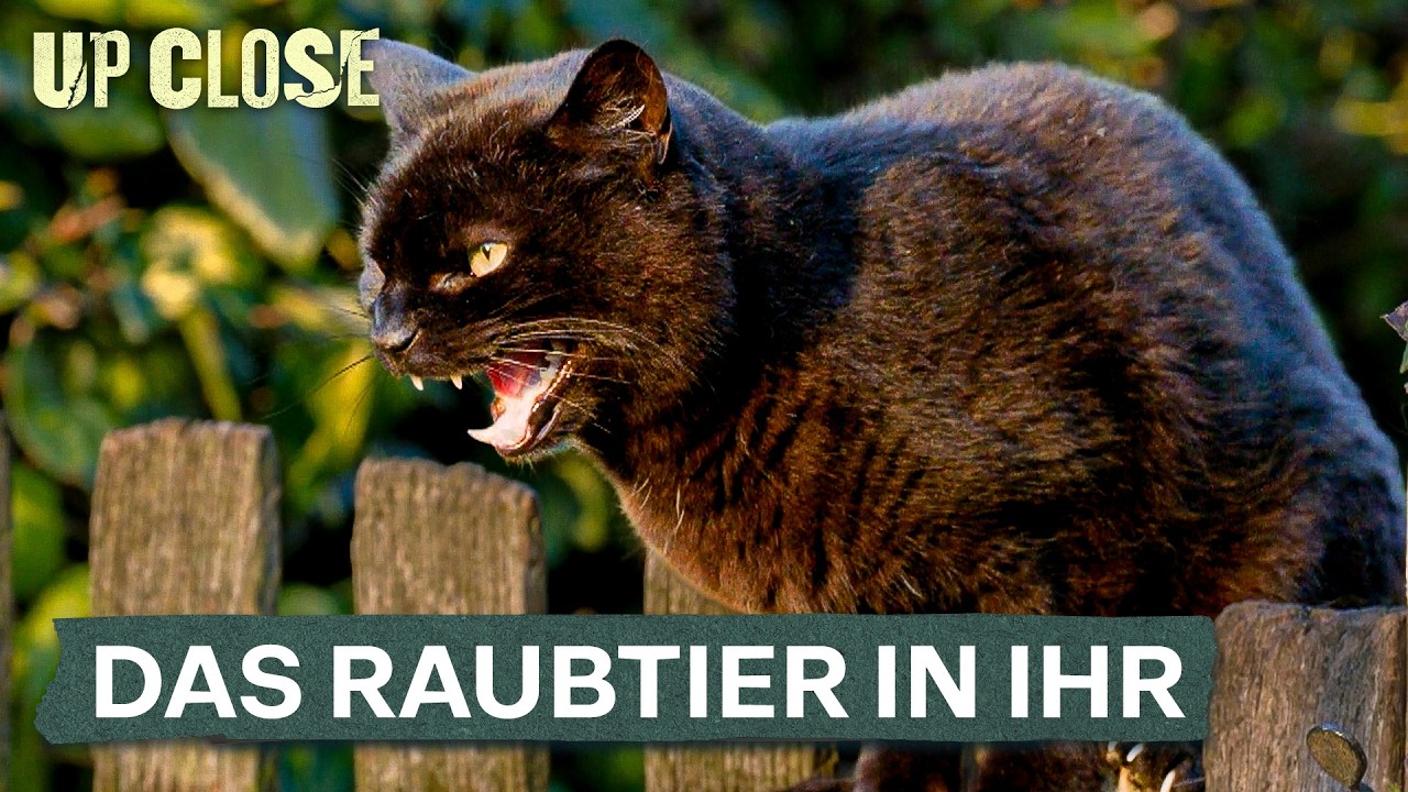 Deine Katze würde Dich jagen, wenn sie könnte