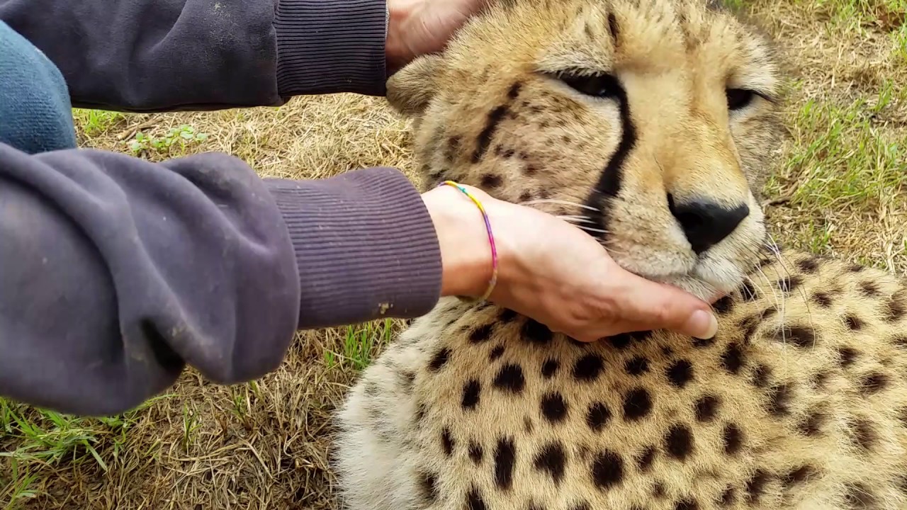 cheetah like the cat YouTube