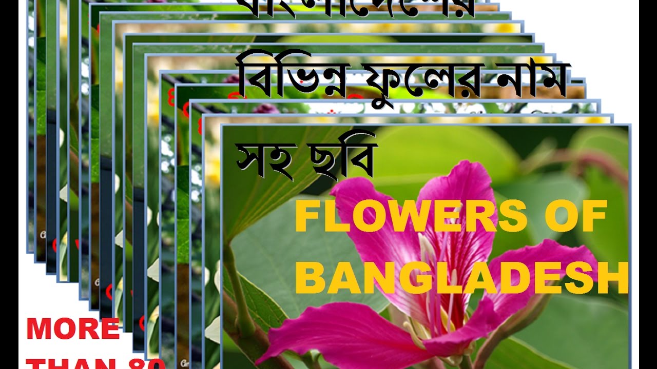 Flowers of Bangladesh top ten x ten most beautiful flowers