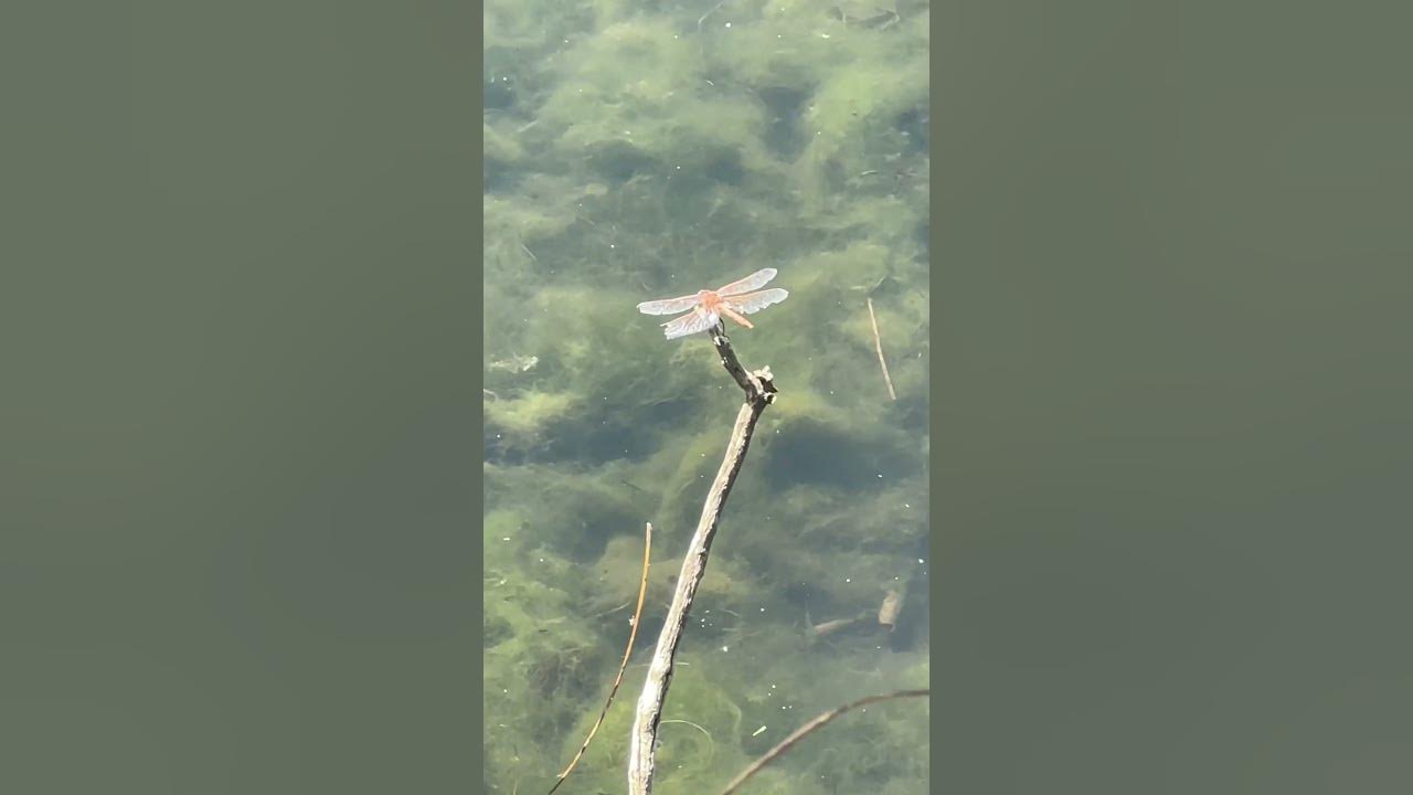 Don’t let damaged wings stop you from flying YouTube