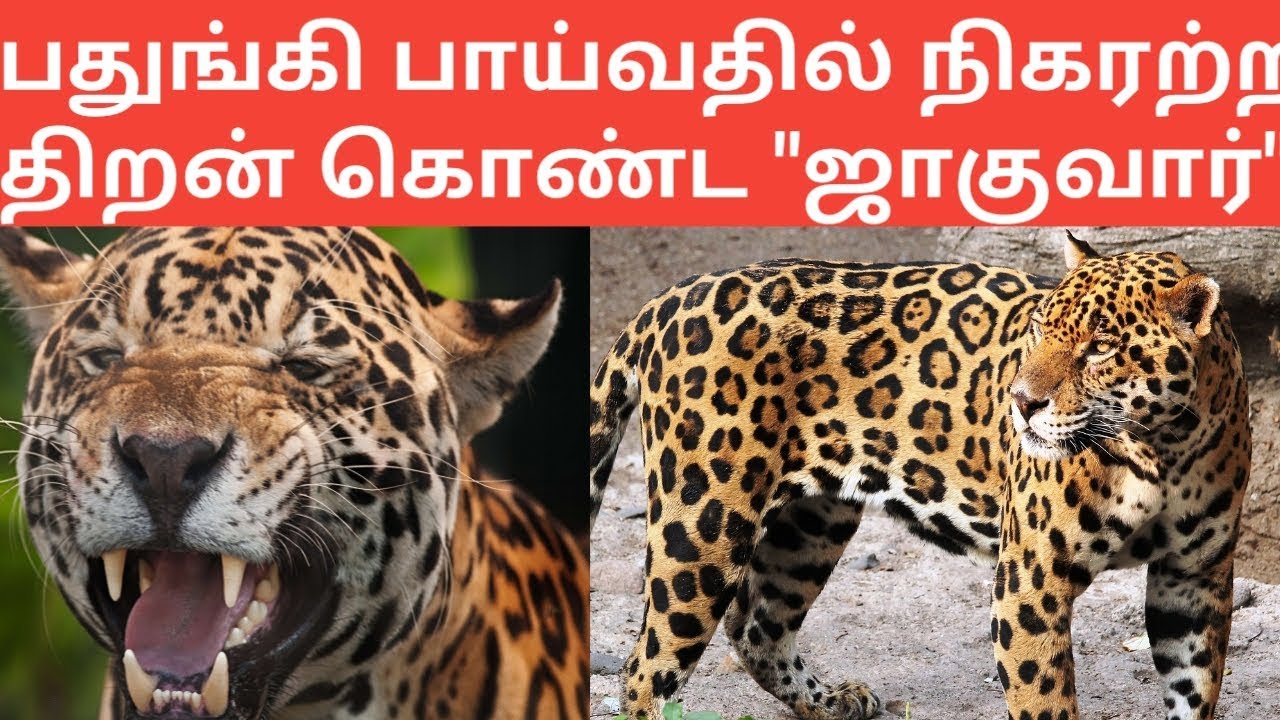 சுவாரஸ்யமான விலங்குகள் part 6 / ஜாகுவார் | jaguar wild animal information /  Tamil Display - YouTube