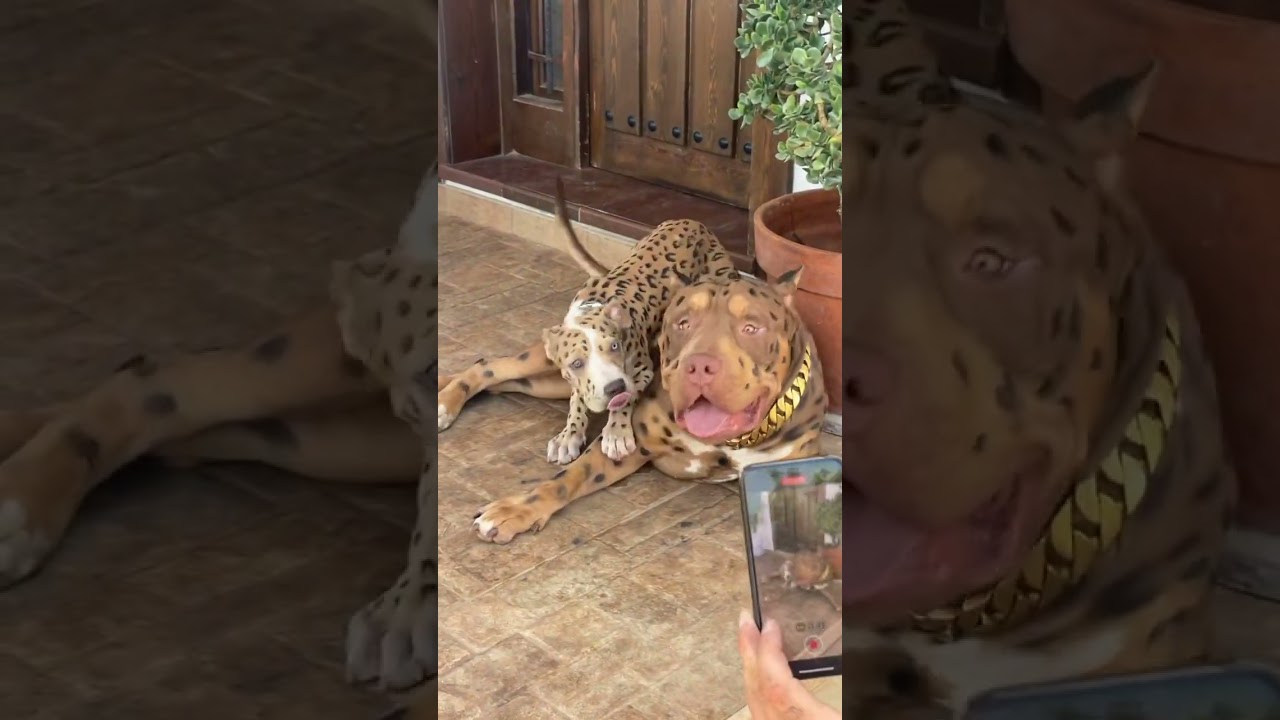 THE UNIQUE LEOPARD DOGS 