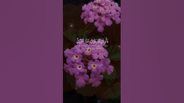 Verses from the Holy Quran.   ما تيسر من ايات القرآن الكريم