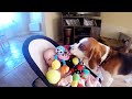 Le chien vole les jouets du bb  charlie the dog