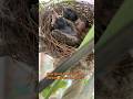 Guess this bird name make nest in my garden #youtubeshorts #plants