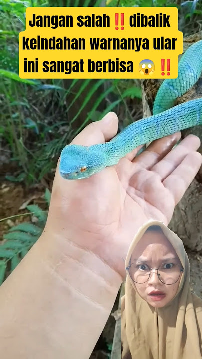 beautiful but deadly snake #snake #reptiles #animals #wildlife #shortsfeed #vipersnake
