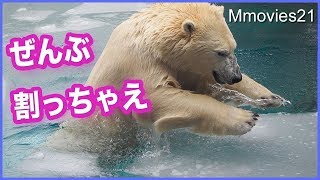 氷を割り尽くし楽しそうなホッキョクグマ リラ Polar Bear break the ice