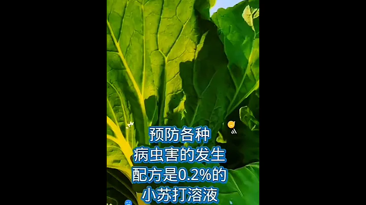 《小蘇打真的對蔬菜種植有用嗎》如果有效，應該如何使用↘️家庭菜園有機種植 - 天天要聞