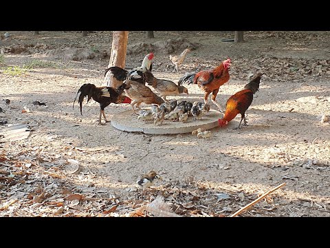 แค่ 10 บาทก็ป้องกันกาที่จะมากินลูกไก่และพืชผลทางการเกษตรได้ง่ายนิดเดียว