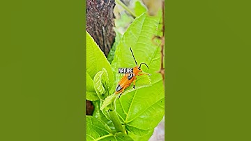 Cup-a-Bug Is a Great Way To Catch Bugs | Shark Tank US