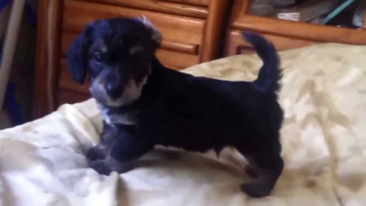 Doxiepoo Puppy Apollo Black Tan With White Dapple Male Youtube