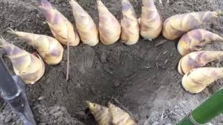 陳宗卿の綠竹筍園