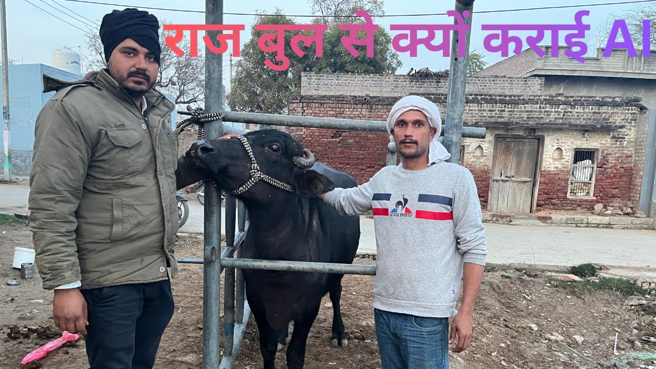 जाने एक पशुपालक  ने  क्यो कराई राज बुल के सीमेन से Ai
