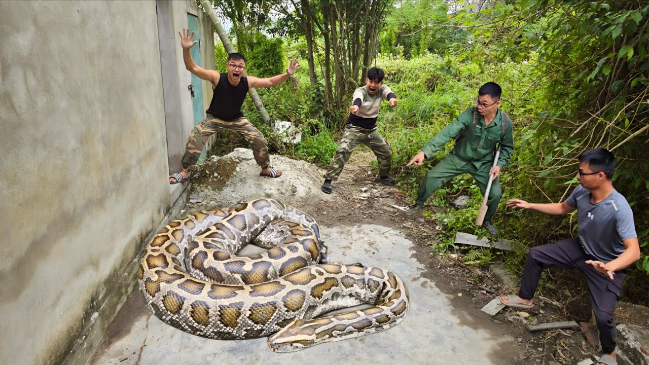 king python89 | brave hunter catches giant pythons,... Brave Expert Rescued Young Man From The Giant Python and 100 Dragon ...