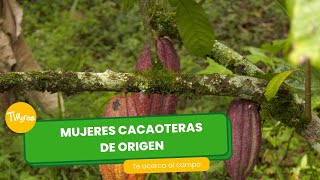 Mujeres cacaoteras de origen - TvAgro por Juan Gonzalo Angel Restrepo by TvAgro 1,849 views 7 days ago 4 minutes, 3 seconds