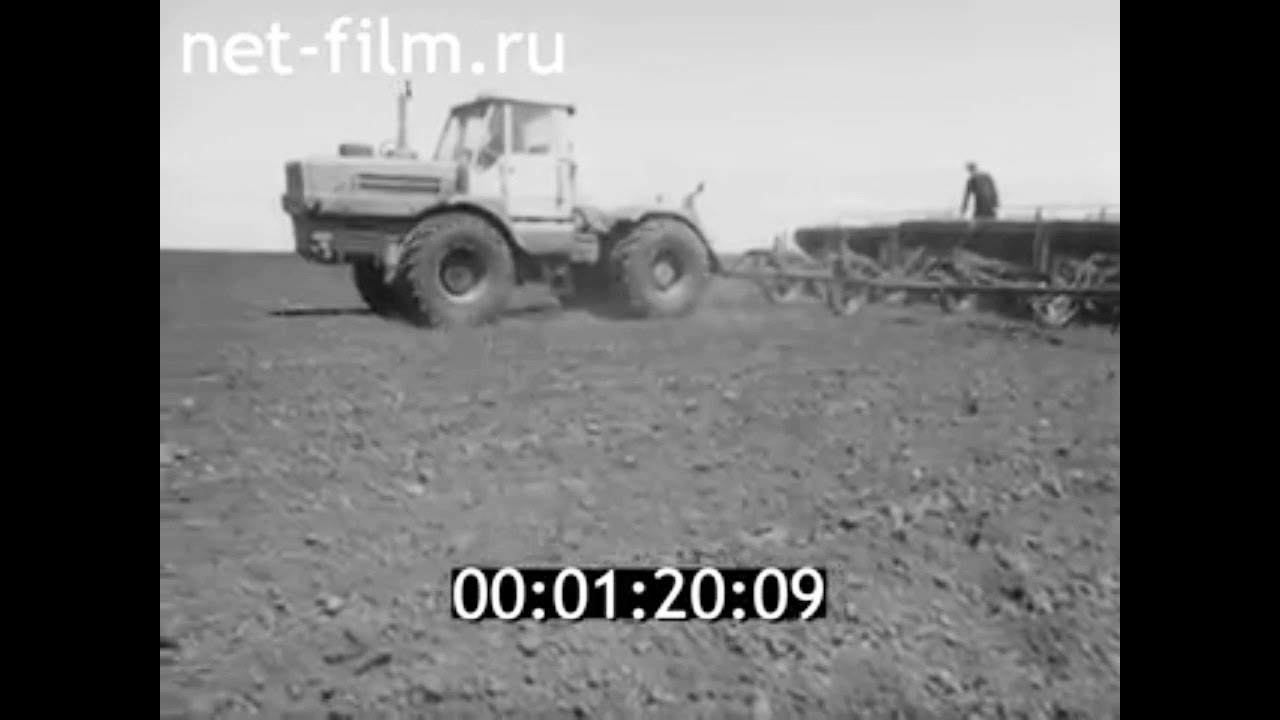 1976г. совхоз Кремлёвский. пшеница сорт "Новосибирская -67 ...