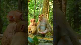 Cute baby monkey lovely monkey funny monkey newborn baby monkey #Monkey #Shorts #monkey #animals