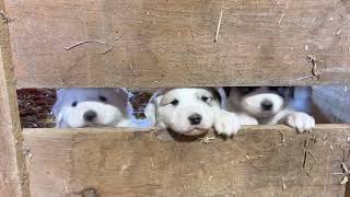 Puppies crying for milk