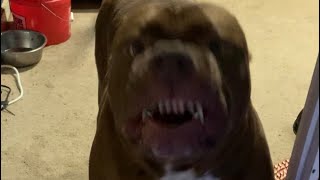 The hulk showed me his teeth! i think hes serious! They all do it sometimes! The hulk showed me his teeth! i think hes serious! They all do it sometimes!