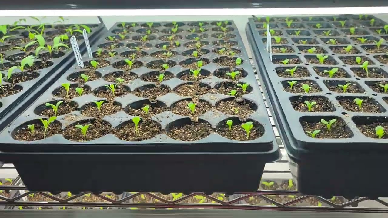 Seedlings in my Indoor Grow Room as of March 5, 2026