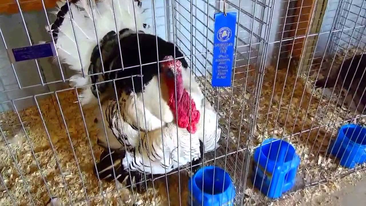 Fair Animal Compilation Videos