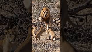 Big cat teaching cubs to dance #wildlife #lion #bigcat #wildanimals