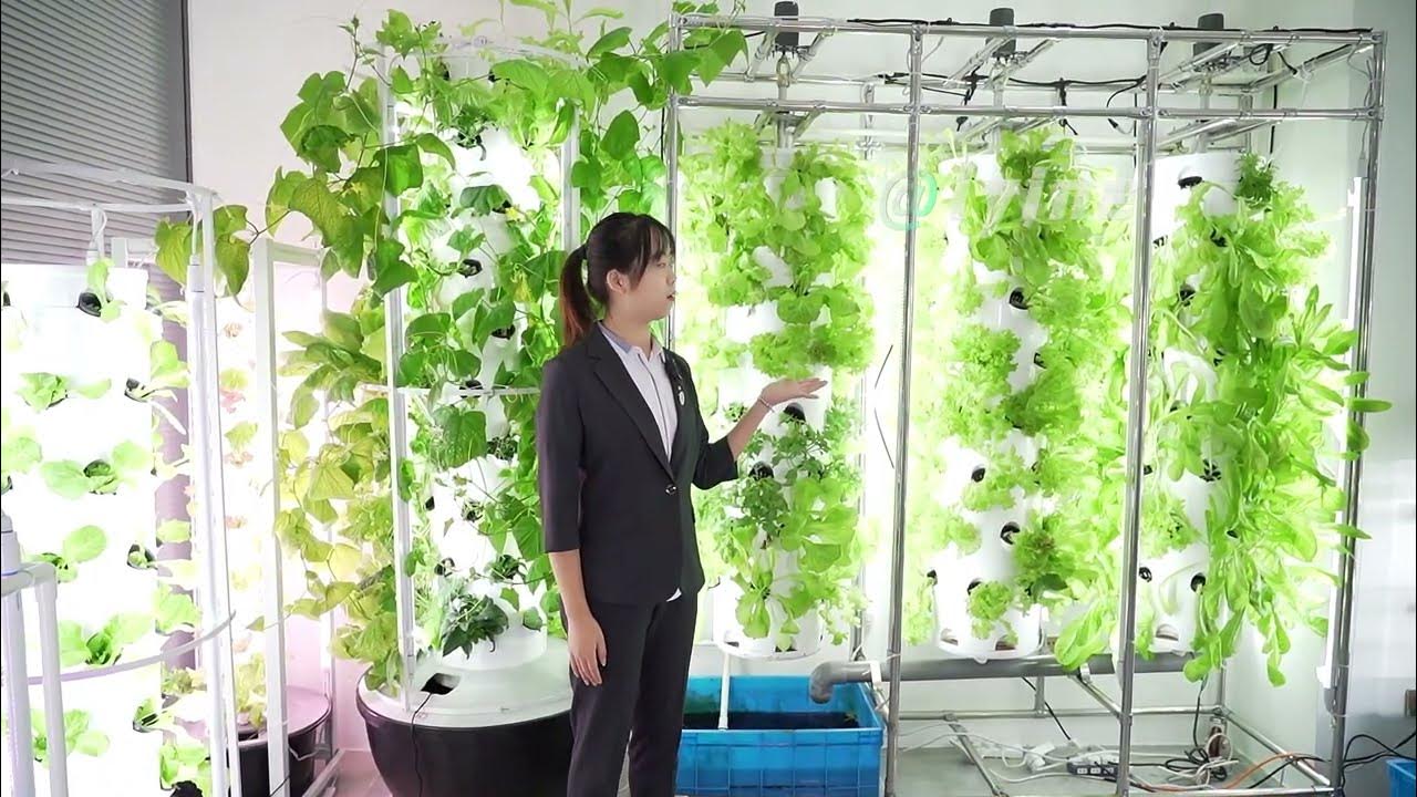 How to Grow Hydroponic Vegetables Indoors？ YouTube