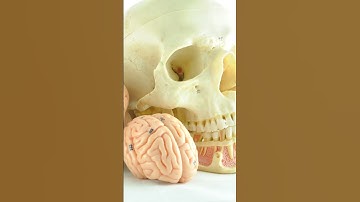 The mysteries of the human brain | SGK