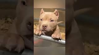 Mini Pit Bull