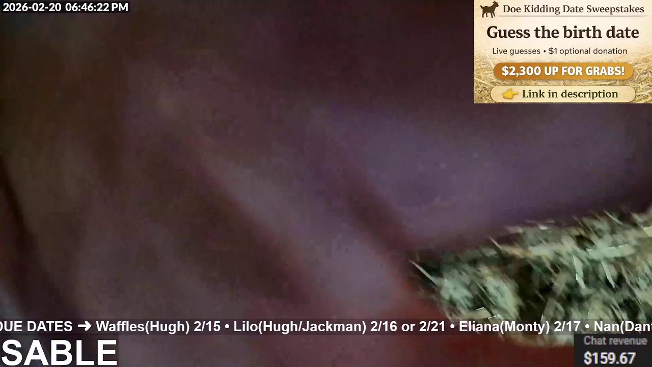 Friday - 23 miserable nanny goats waiting to deliver!