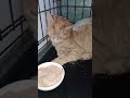 Рыжий кот