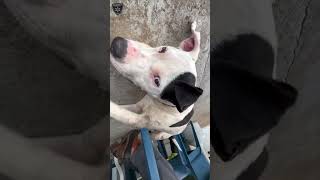 BCSO: Bondable Pup Waylon