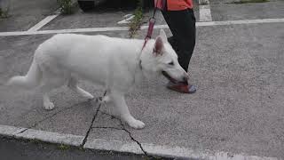 専門医療 犬前十字靭帯損傷 Anterior Crucial Rupture 神奈川県西鎌倉の動物病院 小川犬猫病院