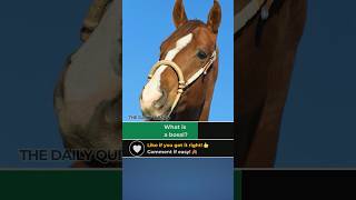 What Is A Bosal? Many Riders Dont Know This