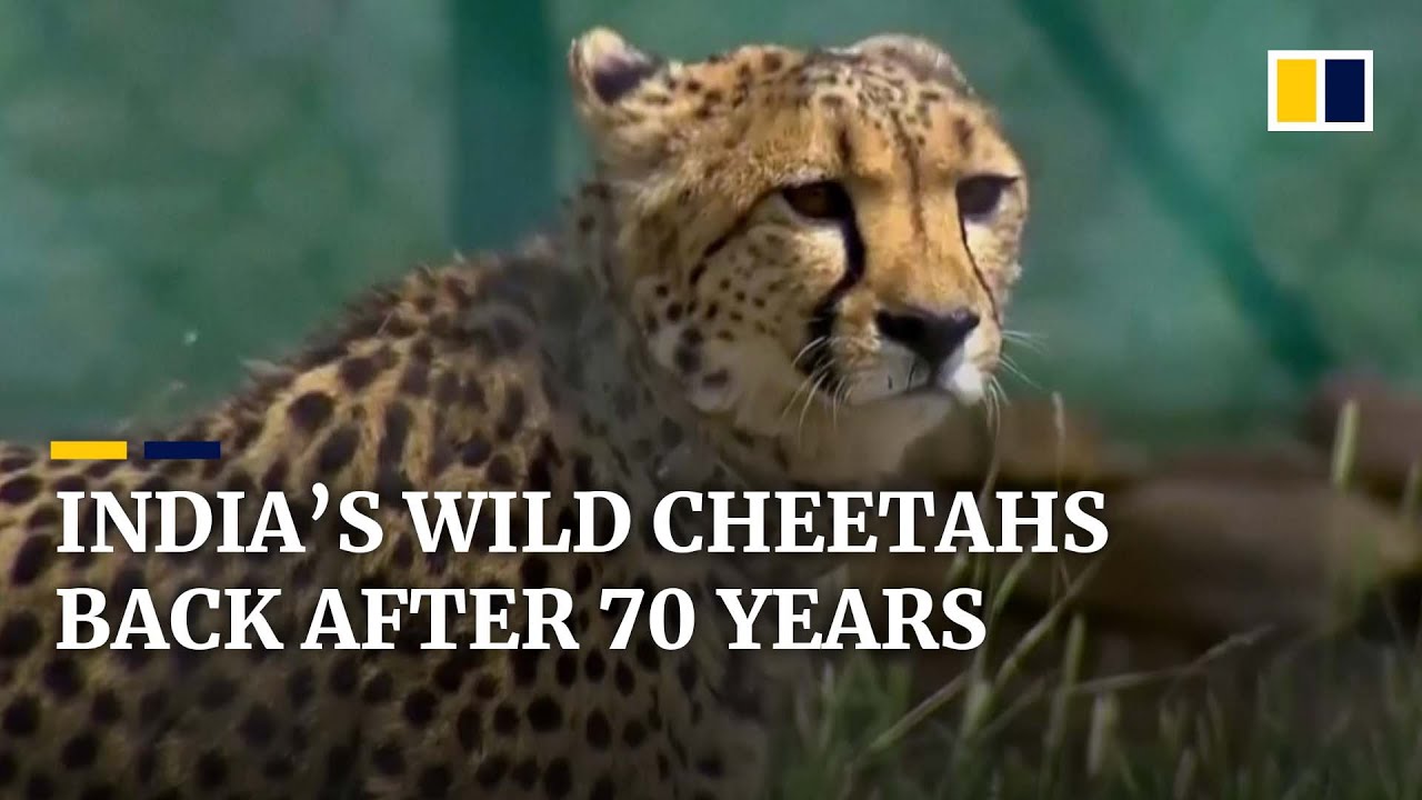 Cheetahs being reintroduced to the wild in India 70 years after going