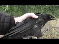 Catch the Crow - Fang die Krähe