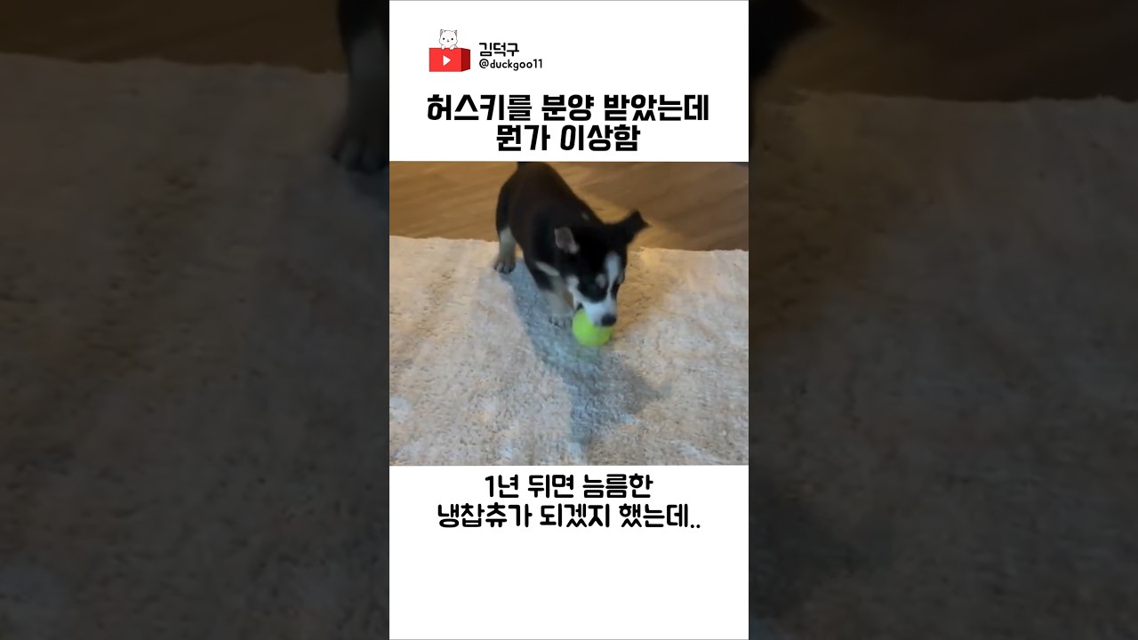 허스키를 분양 받았는데 뭔가 이상함