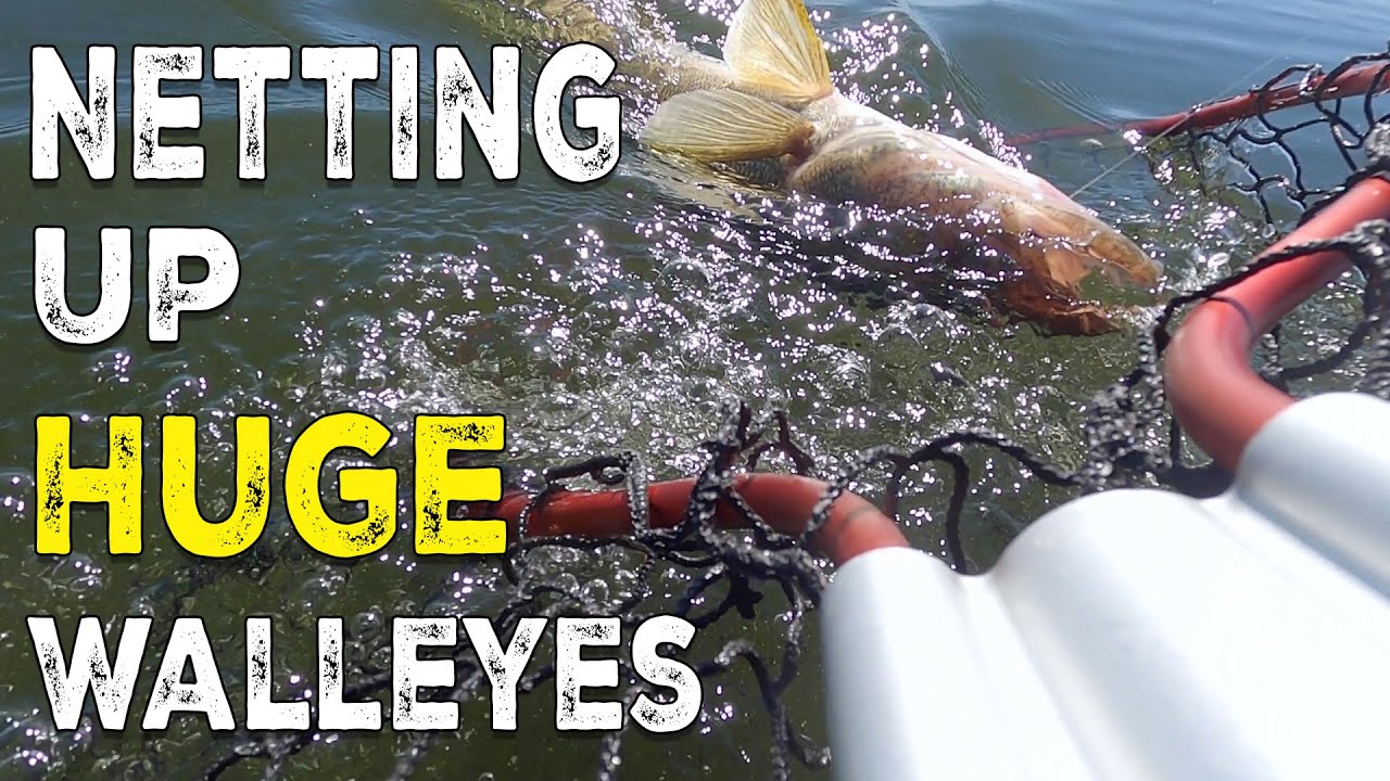 HOT walleye bite on a hot fall day on Rainy Lake