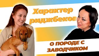 Родезийский риджбек - характер породы. Мнение заводчика