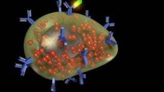 Mast Cell