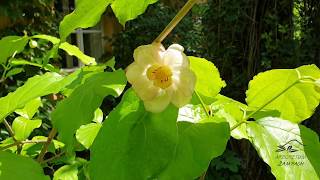Calycanthus chinensis sazaník čínský