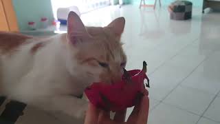 Cat eating dragon fruit