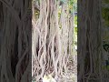 विशाल बरगद का पेड।#subscribe #nature #travel #trending #viralvideo #environment #life #ecosystem