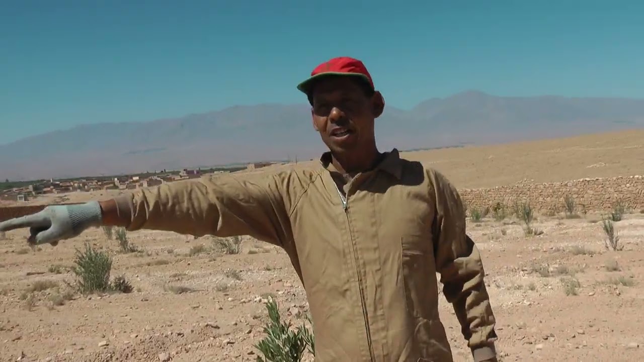 تكوين أشجار الزيتون متأخرة في البنية من منطقة  وطة الحاج الوتساب 0672661830