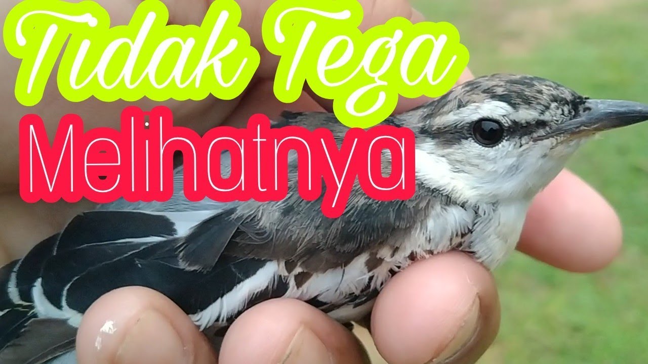 Rilis Burung Cantik 