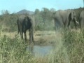Steve Kekana All I Need Is Right Here In Africa Southern African Vacation Steve Kekana All I Need Is Right Here In Africa Southern African Vacation
